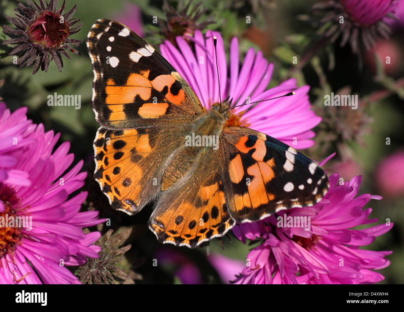 Close up of Painted Lady butterfly sur chrysanthème Banque D'Images