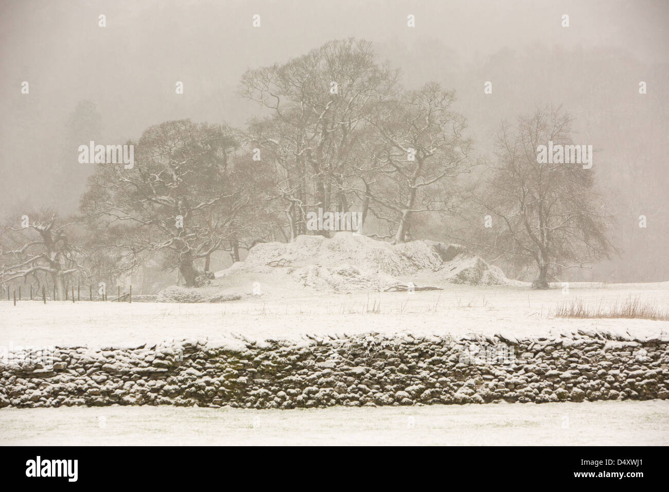 La neige qui tombe en gros parc Borrans, Ambleside, Lake District, UK. Banque D'Images