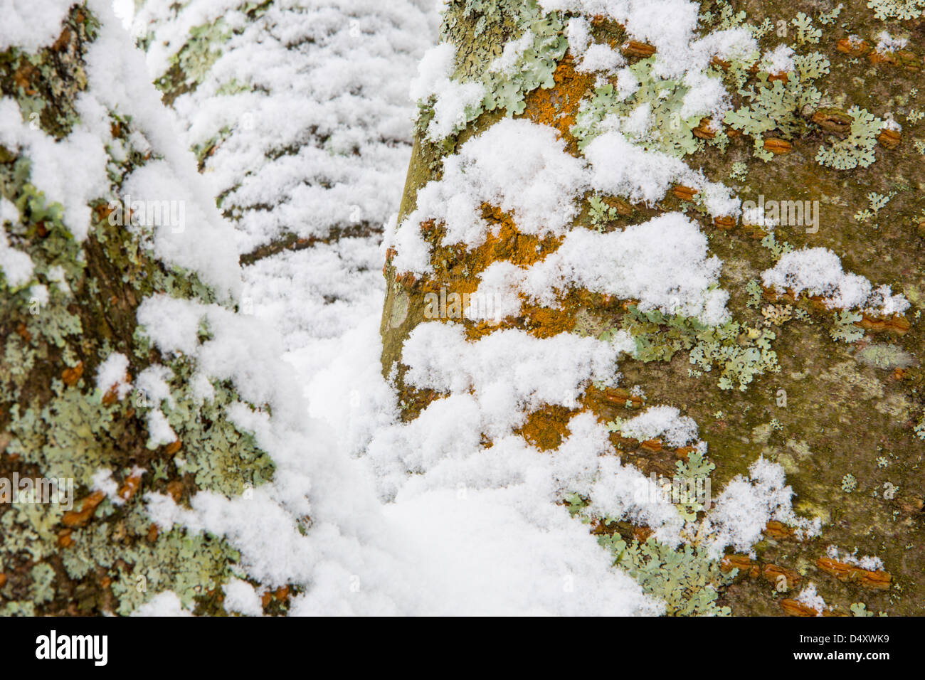 La neige qui tombe sur un cerisier, à Ambleside, Lake District, UK. Banque D'Images