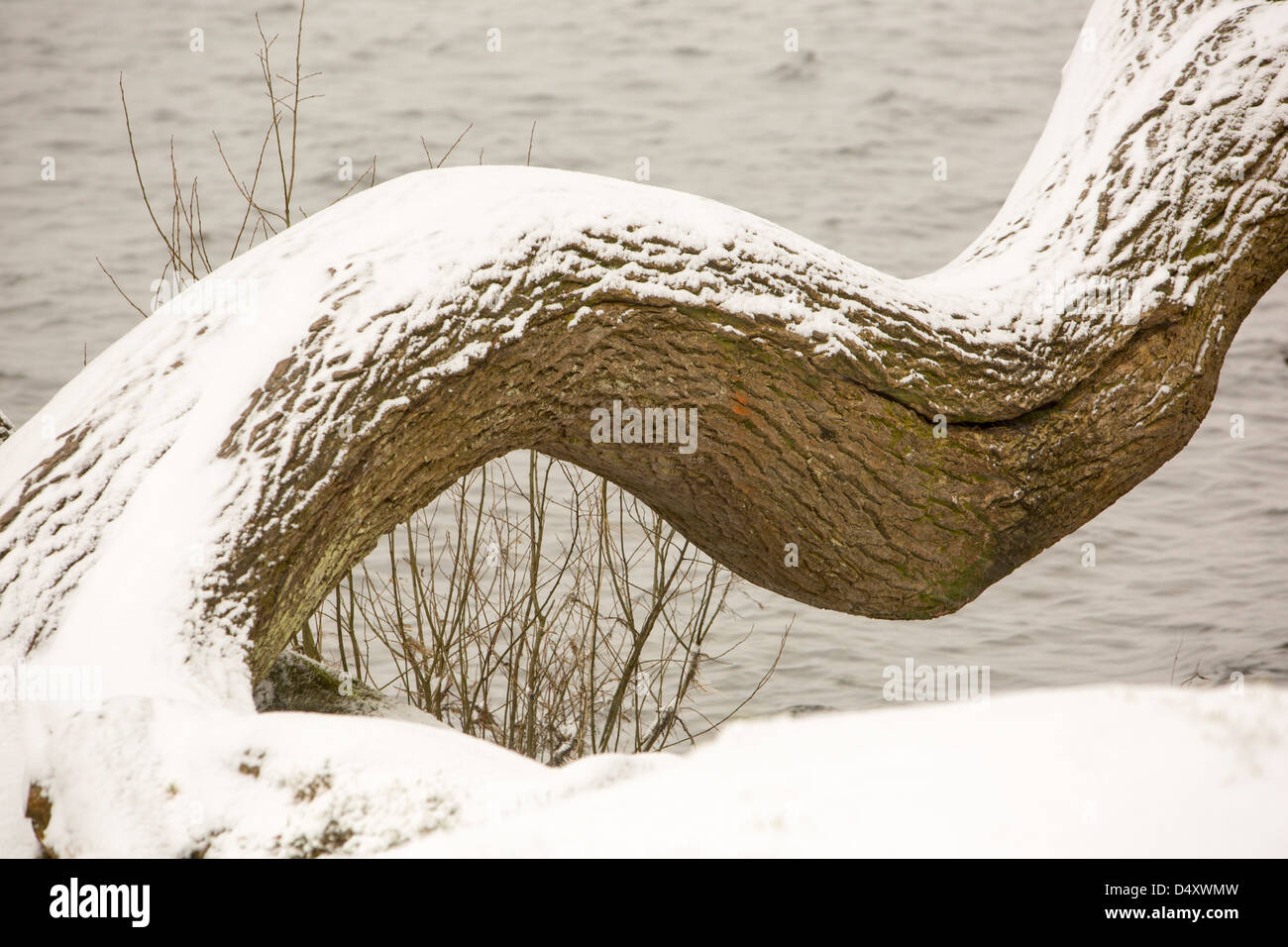Un frêne courbé à Ambleside, Lake District, UK. Banque D'Images