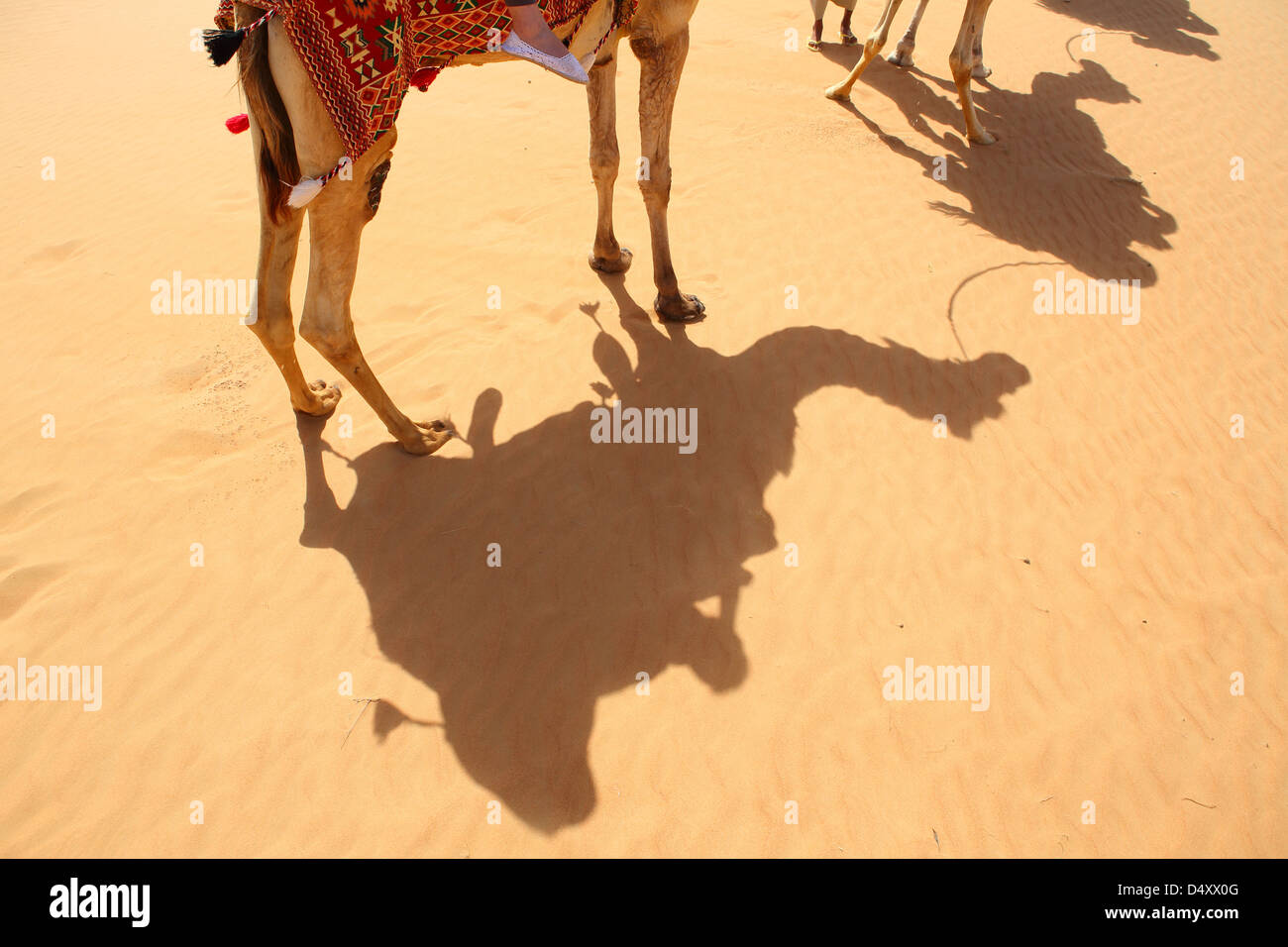 Les ombres des chameaux sur le sable du désert, Dubaï, Émirats Arabes Unis Banque D'Images