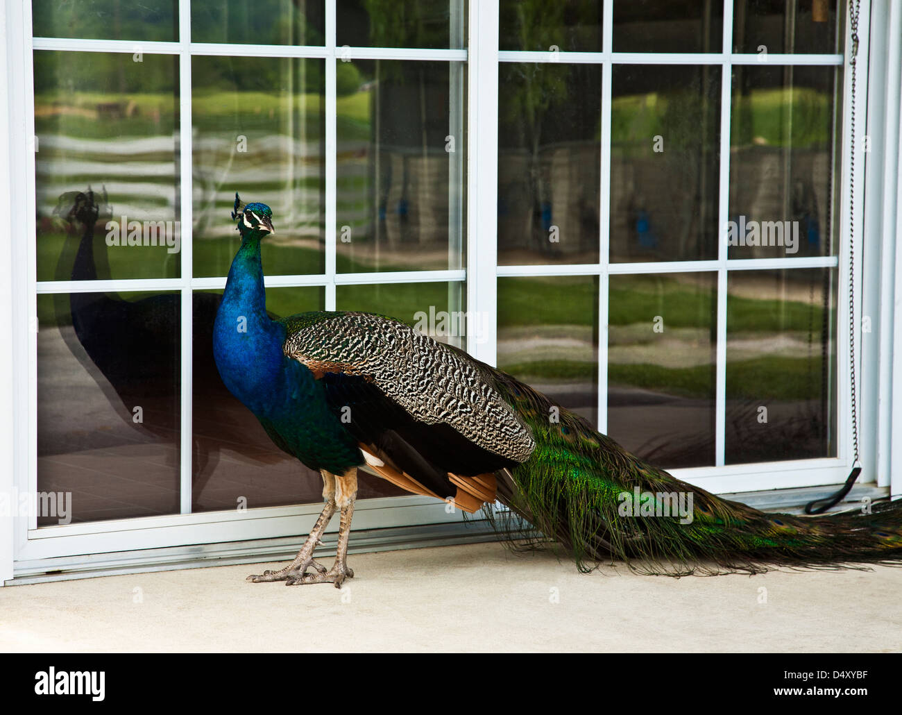 Un animal de compagnie de famille Peacock oiseau peafhid debout devant une porte à Lancaster Co., Pennsylvanie, États-Unis, PEEPING TOM humour, animaux amusants animaux isolés animaux Banque D'Images