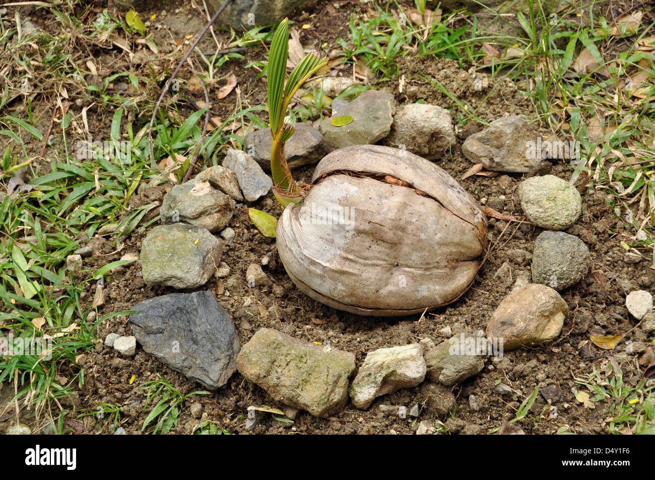 Coconut planté à la Station de recherche de l'environnement aux Iles Vierges, St John, Îles Vierges des États-Unis. Banque D'Images
