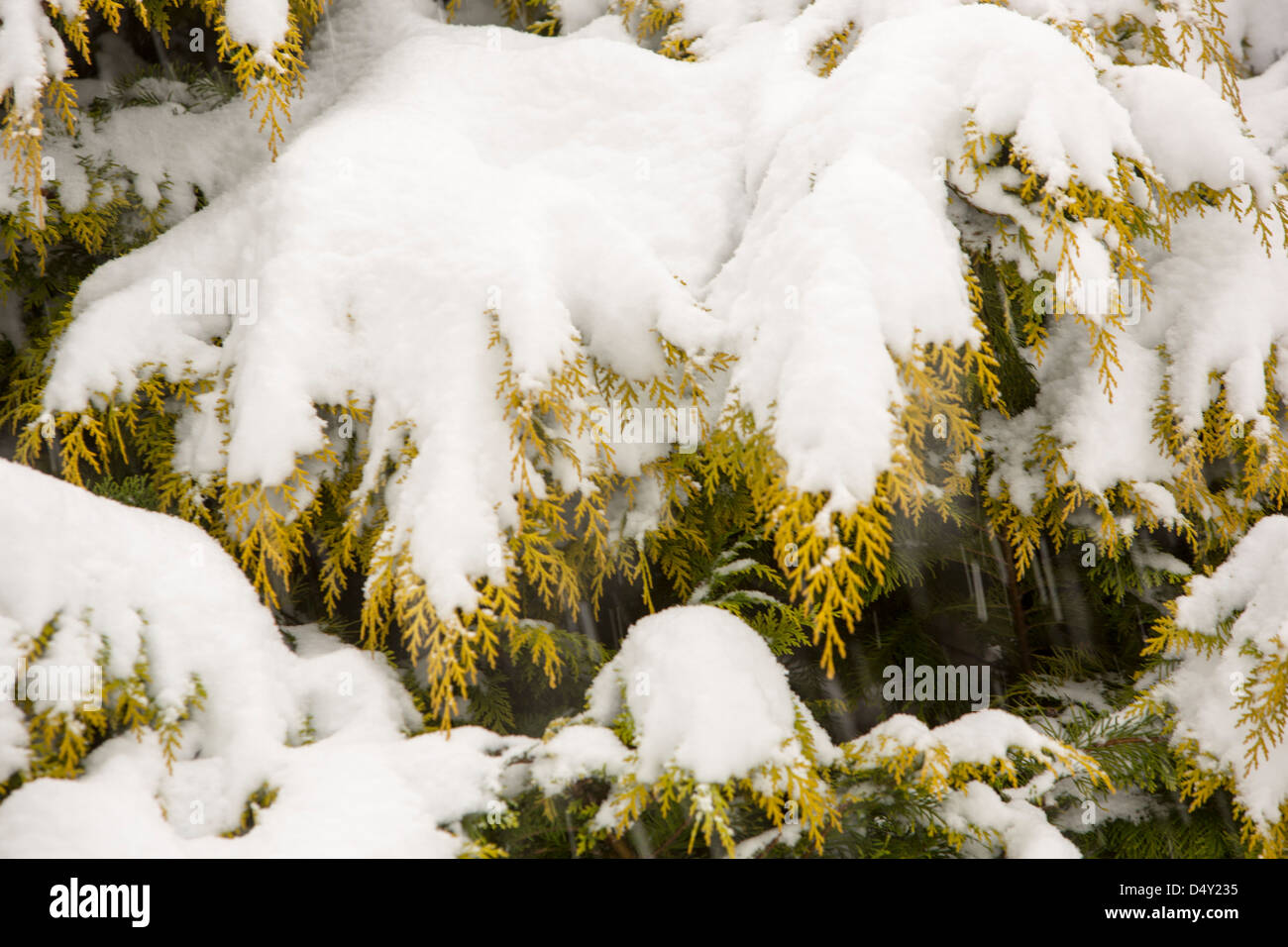 Un conifère pliant sous le poids de la neige, Ambleside, Cumbria, Royaume-Uni. Banque D'Images
