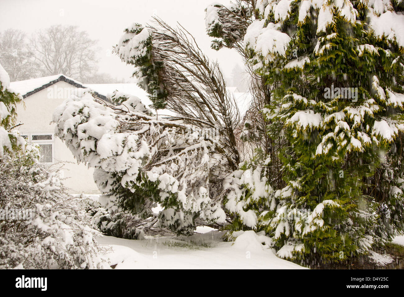 Un conifère pliant sous le poids de la neige, Ambleside, Cumbria, Royaume-Uni. Banque D'Images