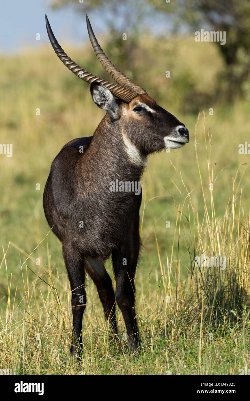 Common Waterbuck, Masai Mara, Kenya Banque D'Images