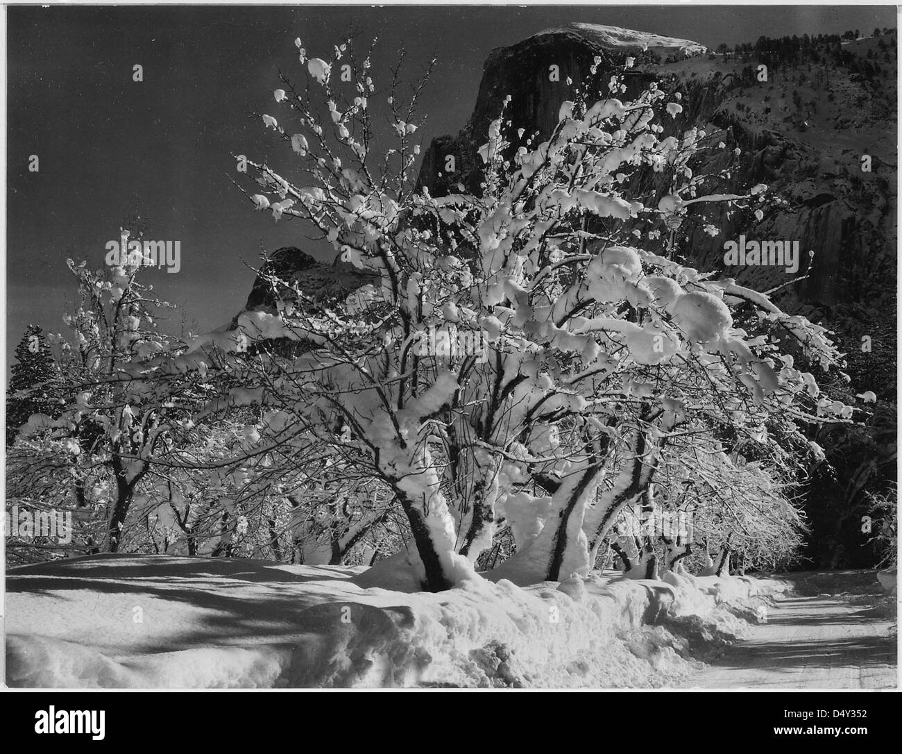 Une photographie en noir et blanc prise par Ansel Adams en avril 1933, montrant des arbres couverts de neige avec Half Dome et le verger de pommiers à Yosemite, en Californie. Cette image emblématique capture la beauté du paysage californien. Banque D'Images