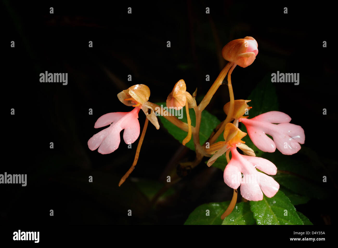 Le Pink-Lipped Habenaria (Snap Dragon rose fleur) trouvés dans les forêts tropicales humides,NationalPark Thailand. Banque D'Images