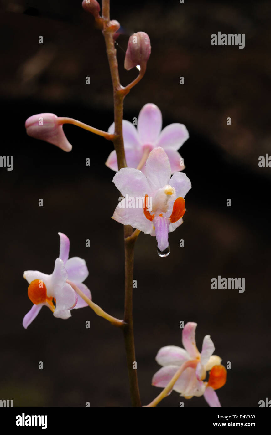 Orchidée rose (Doritis pulcherrima var. buyssoniana) trouvés dans les forêts tropicales humides à Phu Hin Rong Kla National park, Thaïlande. Banque D'Images