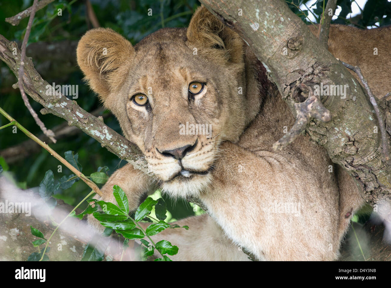 Lion (Panthera leo) dans l'arbre, &Beyond Phinda Private Game Reserve, Afrique du Sud , février 2013 Banque D'Images