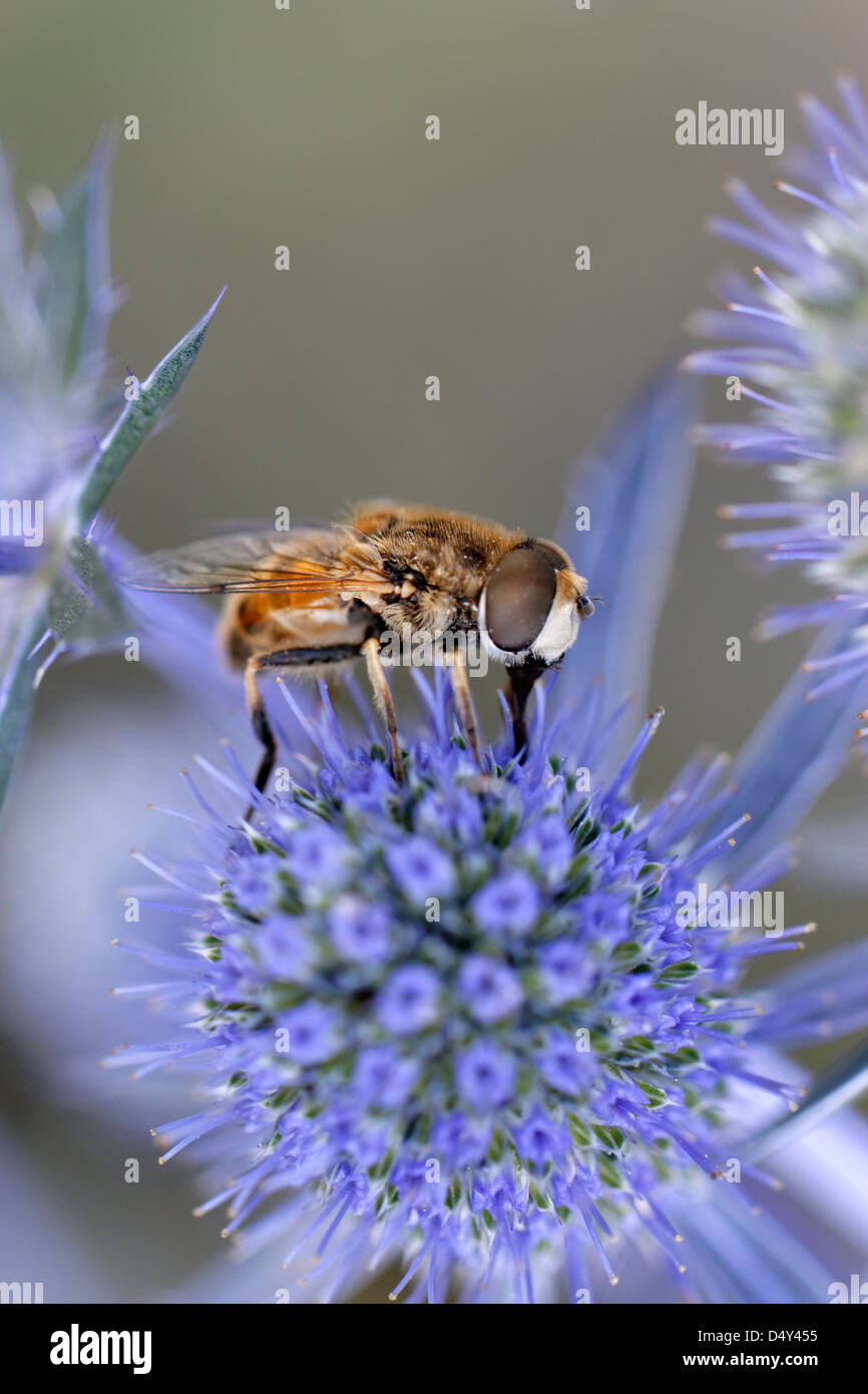 Hoverfly on Sea Holly (Eryngium planum 'Blaukappe') Banque D'Images