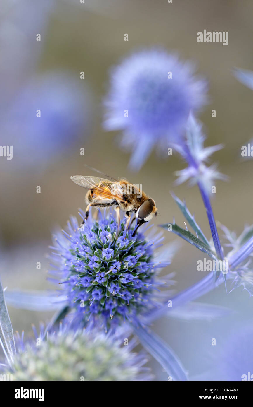 Hoverfly (drone fly) sur le Sea Holly (Eryngium planum 'Blaukappe') Banque D'Images