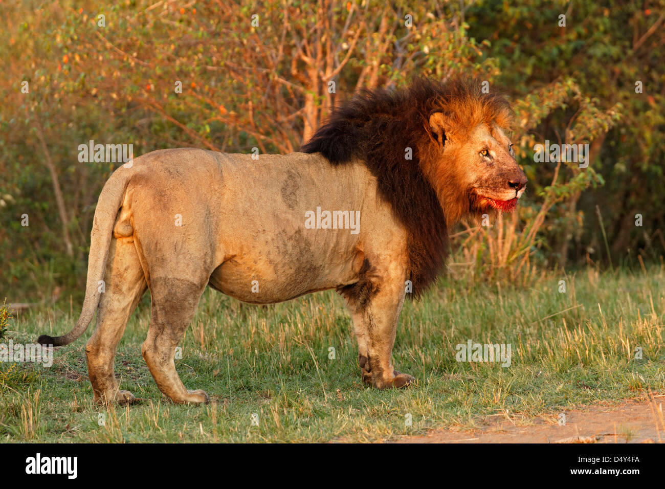 La crinière d'un lion noir avec du sang sur le visage, Masai Mara, Kenya Banque D'Images