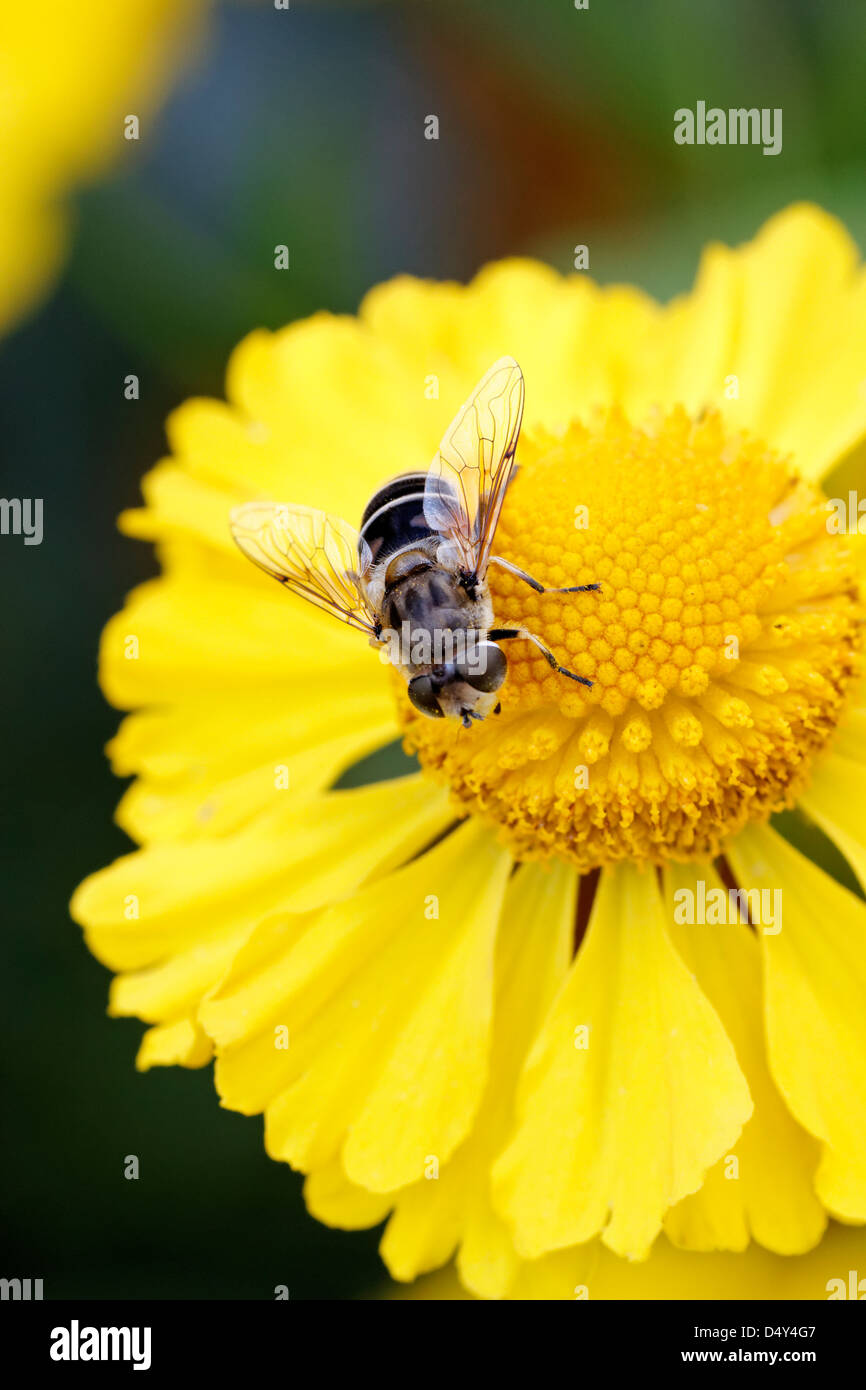 Hoverfly (drone fly) sur jaune Helenium flowerhead Banque D'Images