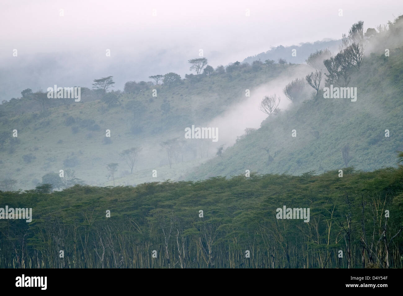 Morning Mist sur les crêtes, Parc national du lac Nakuru, Kenya Banque D'Images