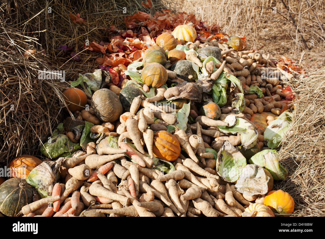L'agriculture soutenue par la communauté (ASC) a écarté la ferme légumes endommagés dans un tas de compost. Banque D'Images