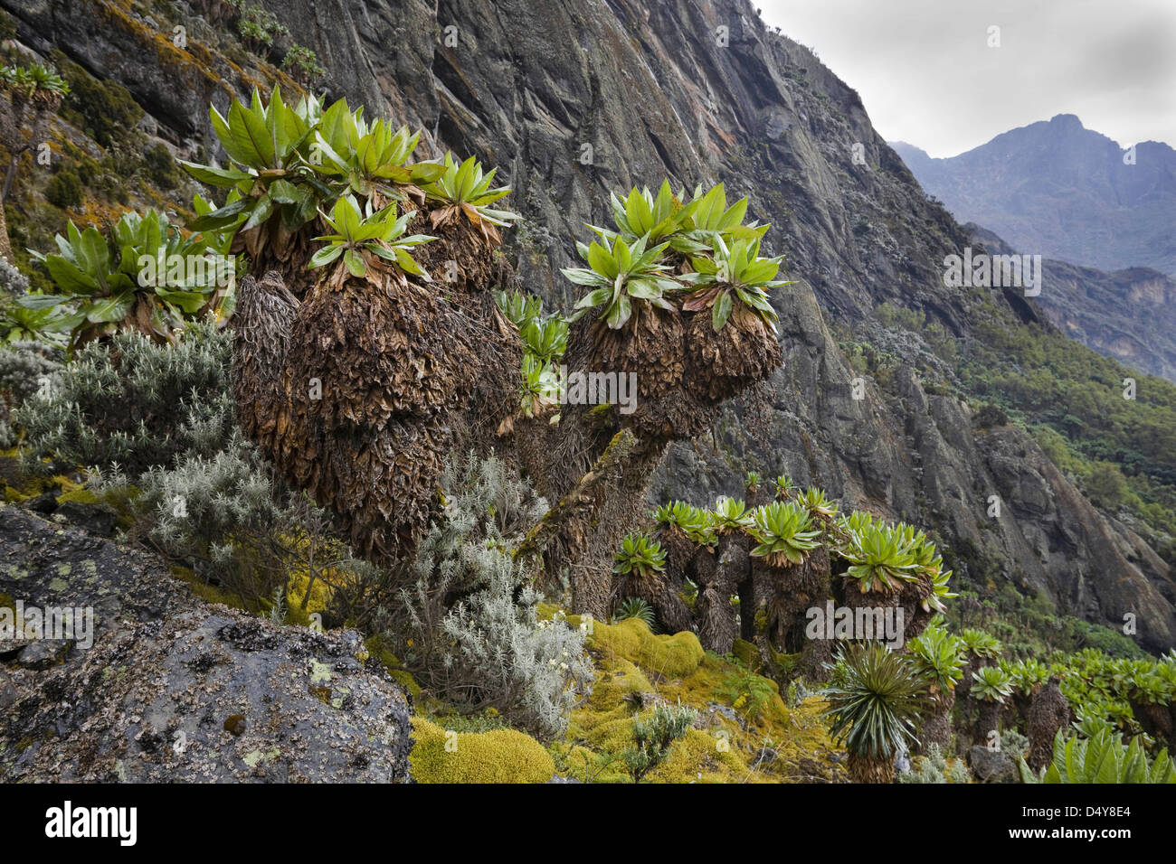 Kitandara Rwenzori en Ouganda, vallée, Banque D'Images