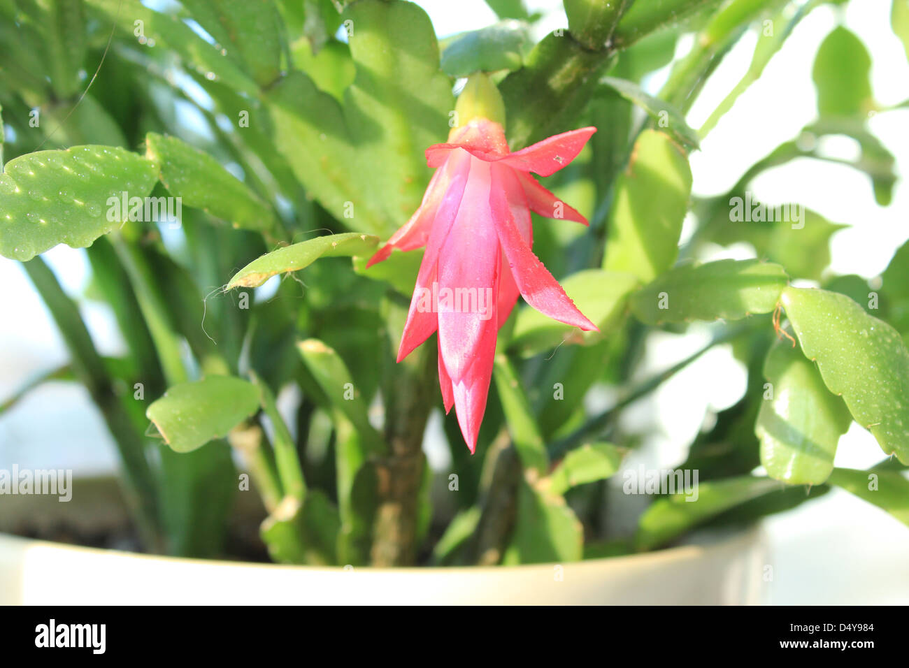 Belle fleur rose de Schlumbergera dans un pot Banque D'Images