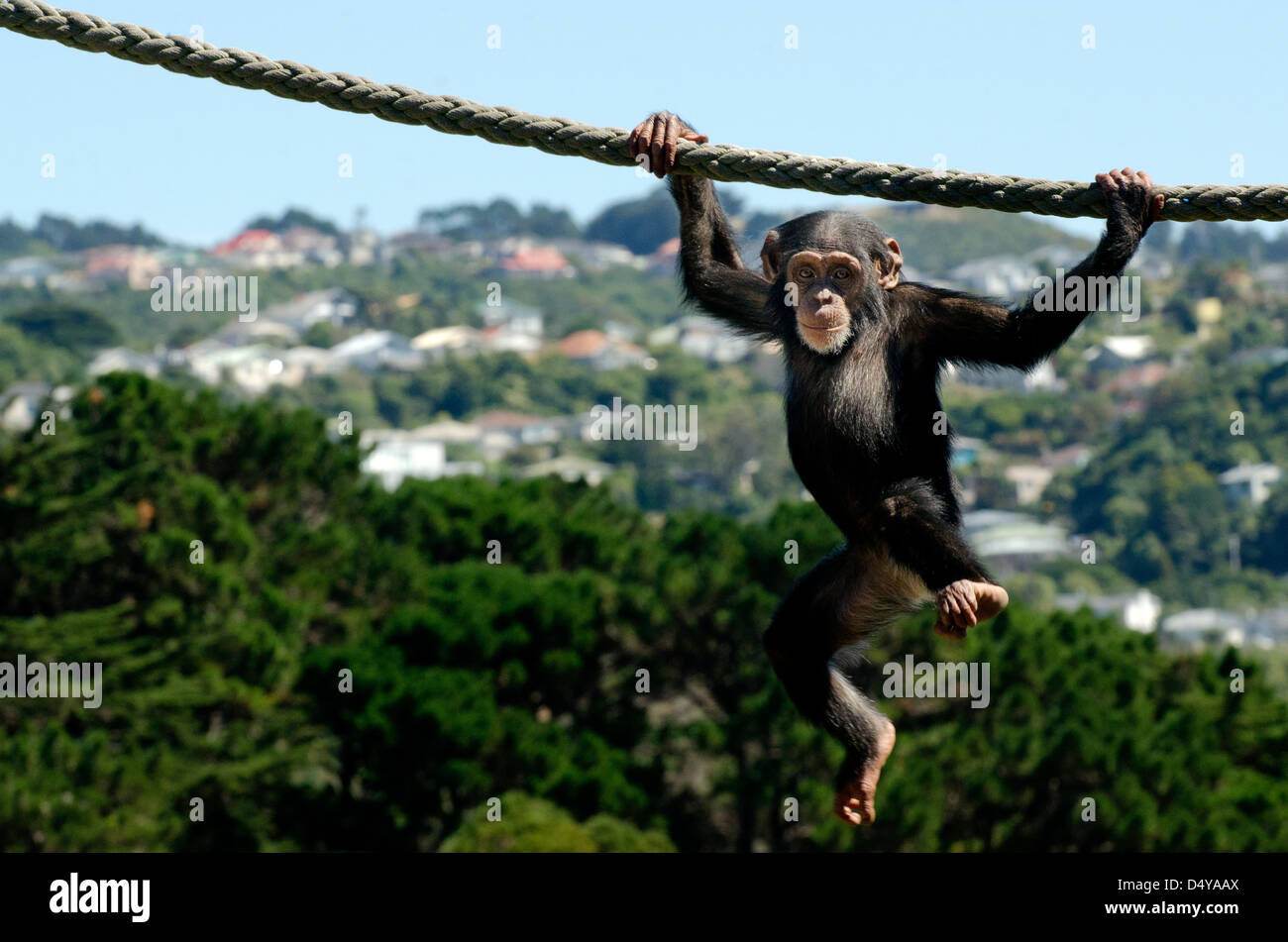 Mignon Et Drole Bebe Chimpanze Est Suspendu A Une Corde Photo Stock Alamy