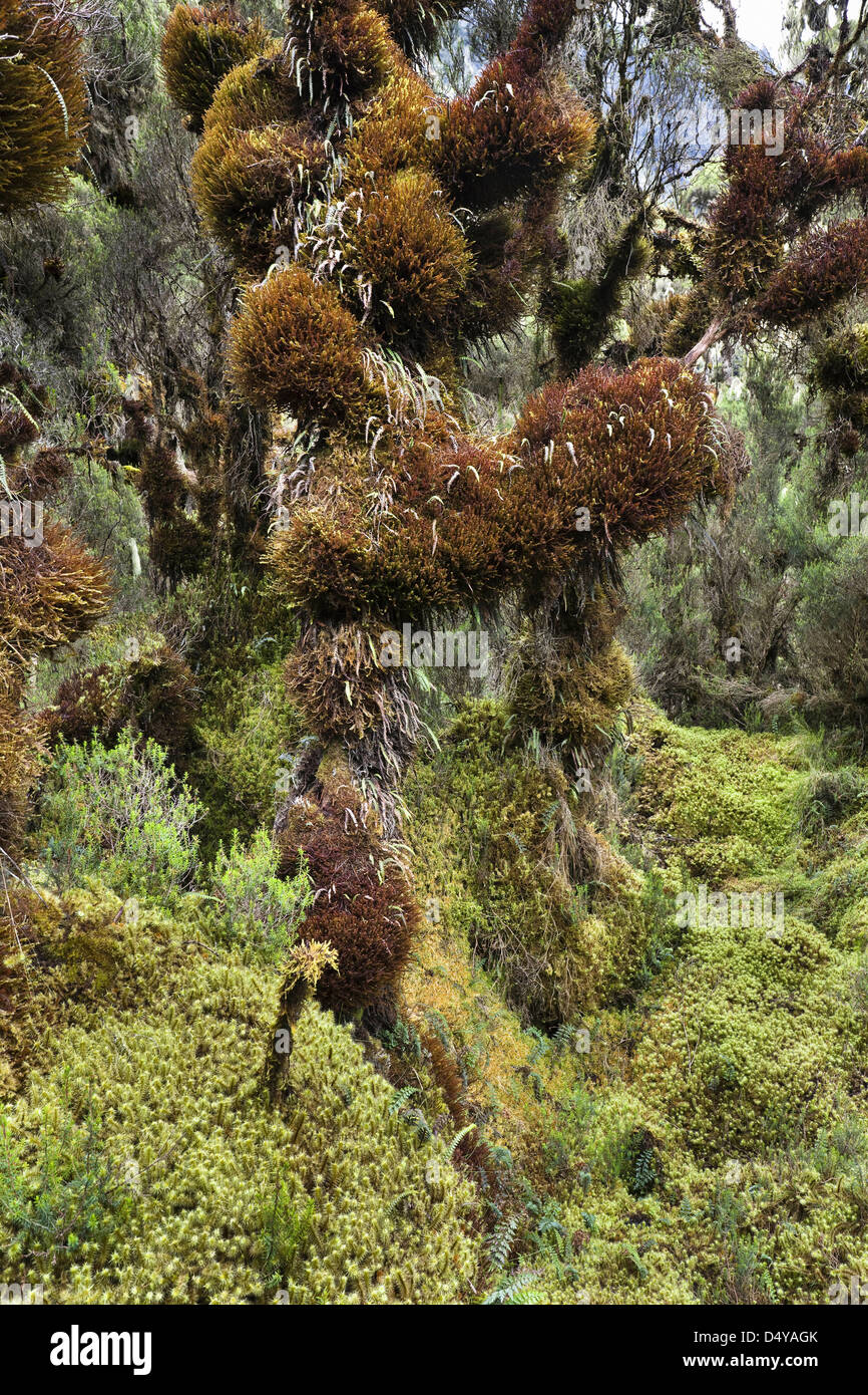 La forêt dans la vallée de l'Erika, Mobuku Ruwenzori, en Ouganda. Banque D'Images