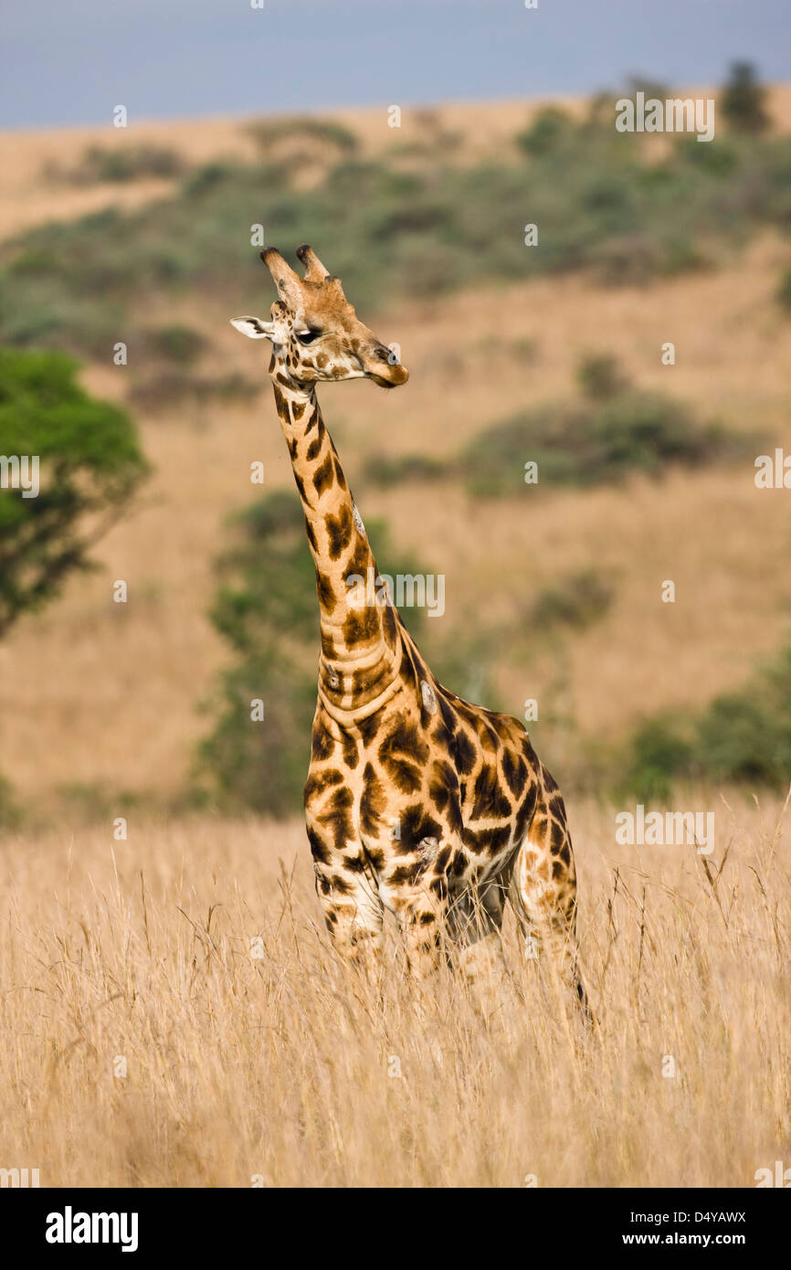 Rothschild Girafe (Giraffa camelopardis rothschildi) dans les prairies du parc national Murchison Falls, en Ouganda. Banque D'Images
