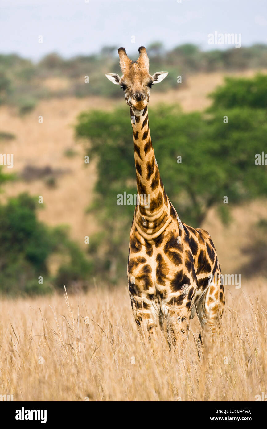 Rothschild Girafe (Giraffa camelopardis rothschildi) dans les prairies du parc national Murchison Falls, en Ouganda. Banque D'Images