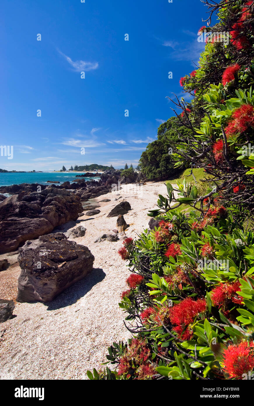 Arbre Pohutukawa sur piste de marche autour de Mount Maunganui, Nouvelle-Zélande Banque D'Images