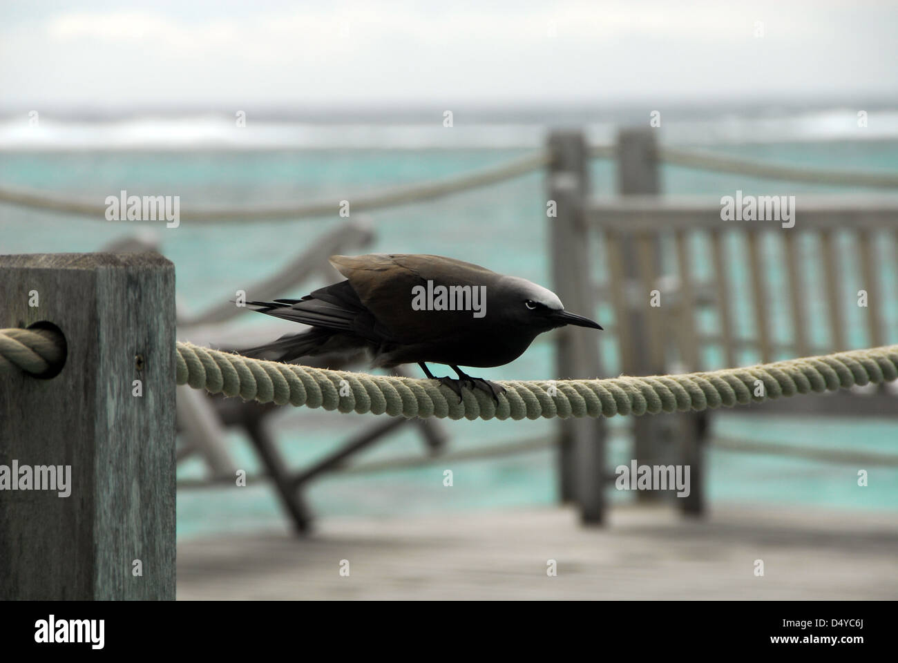 Balancing noddi brun (tern) à Moorea, Polynésie Française Banque D'Images
