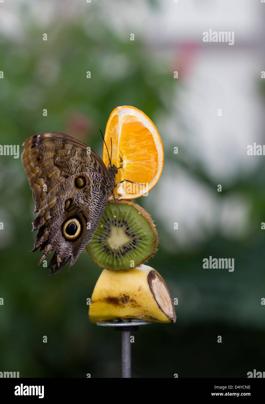 papillon de fruits Banque D'Images
