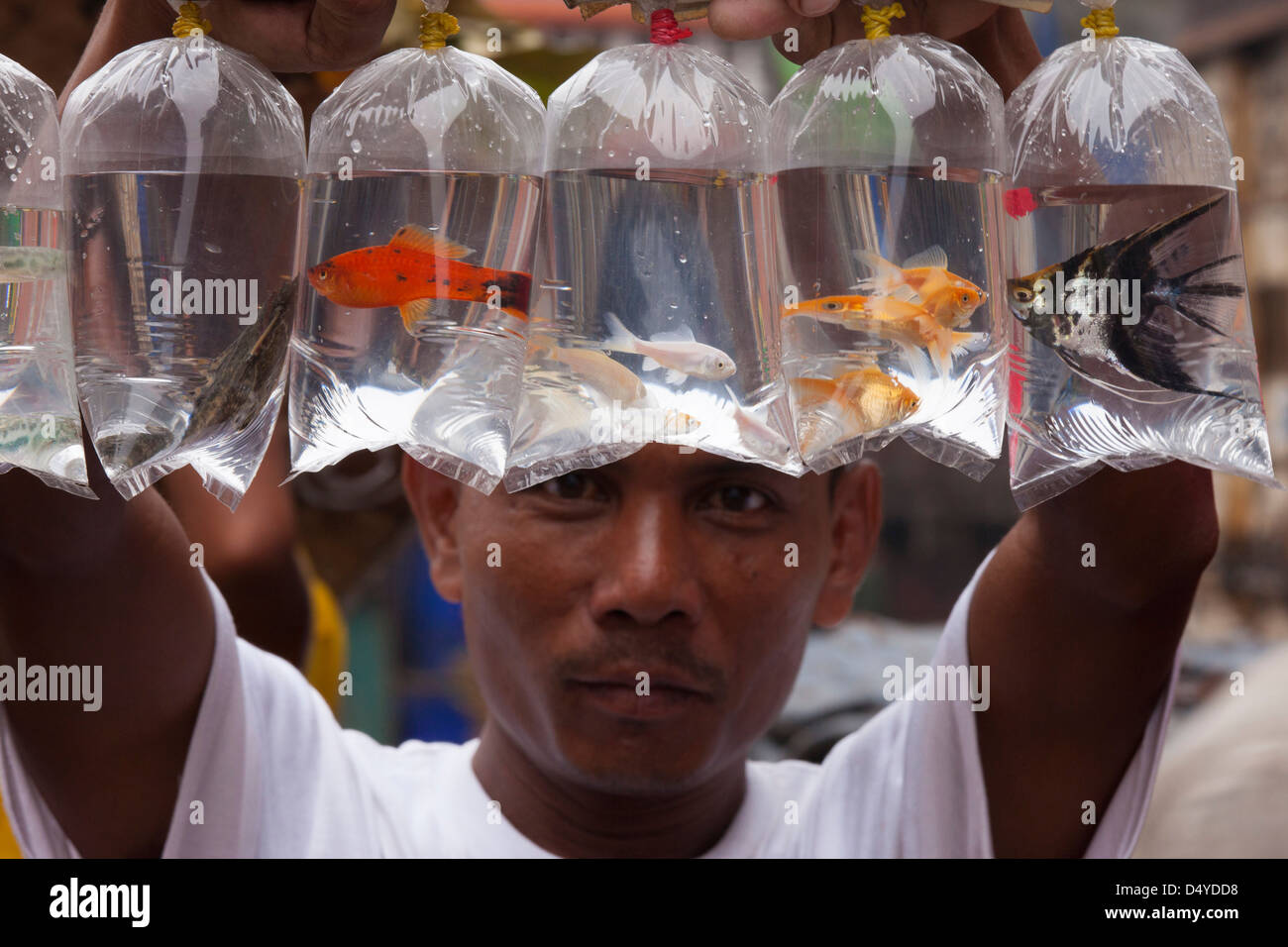 Vendeur de poisson montrant ses marchandises, Yangon, Myanmar Banque D'Images