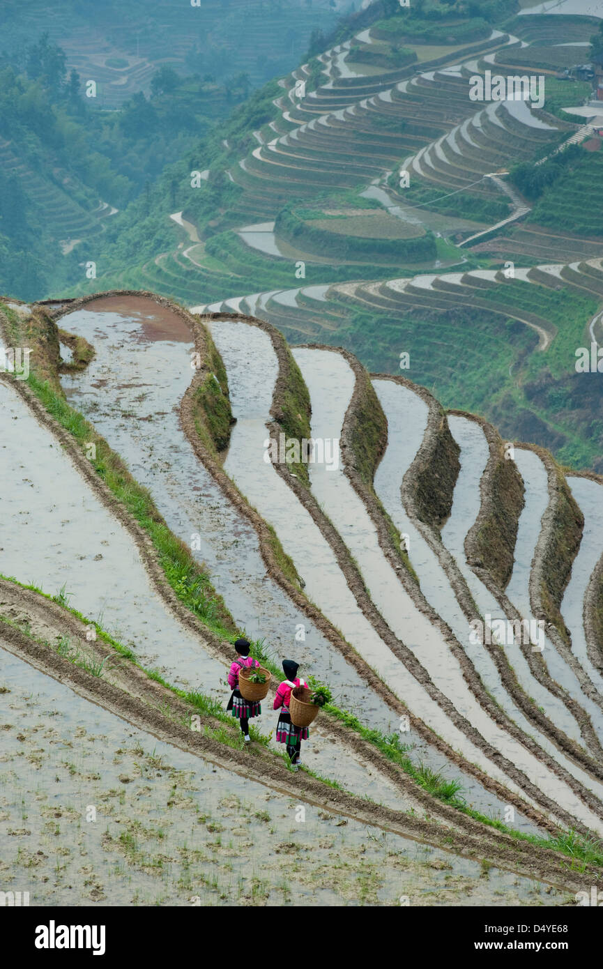 Yao rouge Femme travaillant dans les rizières en terrasses, Village Dazhai Banque D'Images