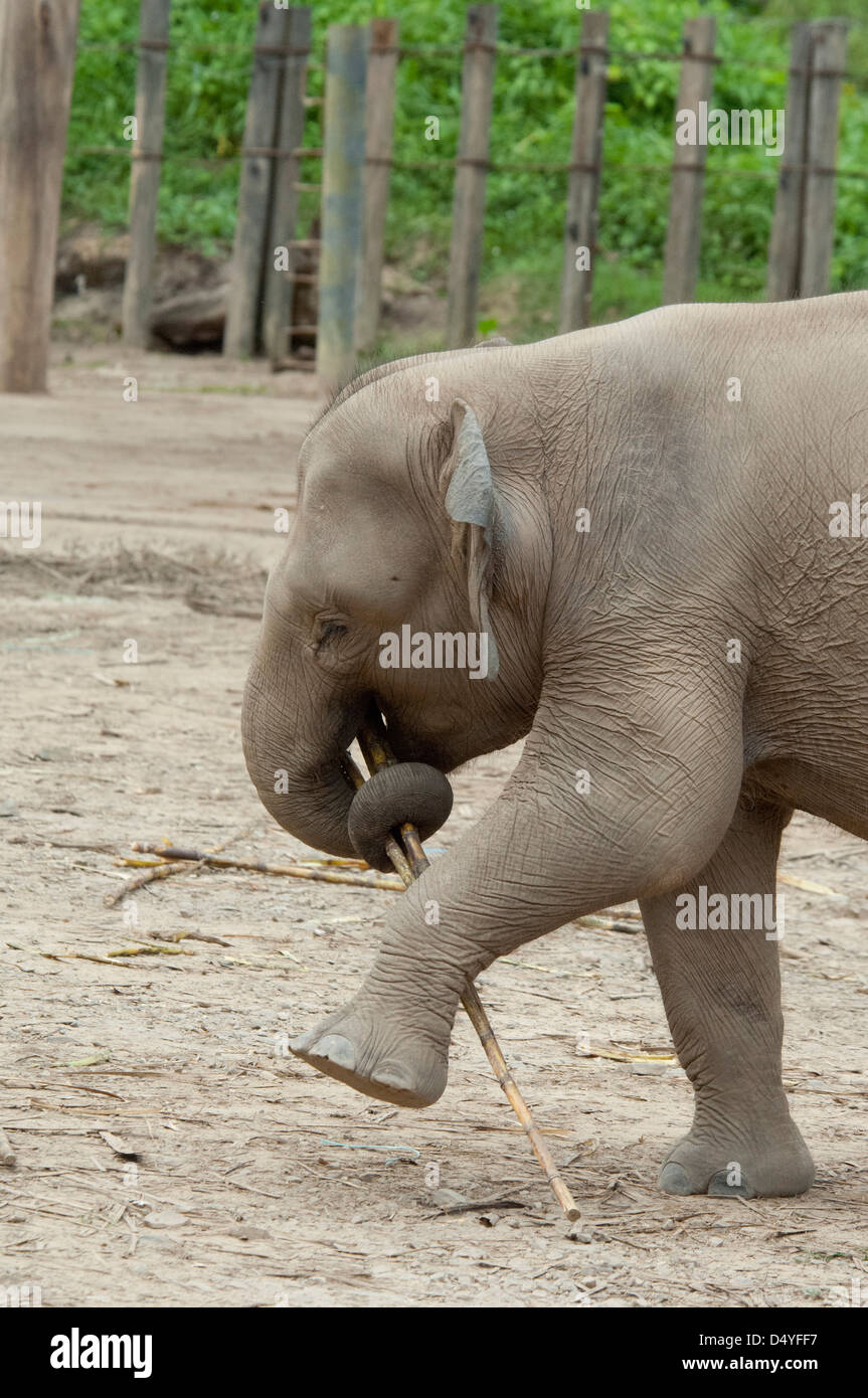 La Malaisie, Bornéo, Sabah, Kota Kinabalu, Lok Kawi Wildlife Park. Bébé éléphant asiatique avec le bambou dans le tronc. Banque D'Images