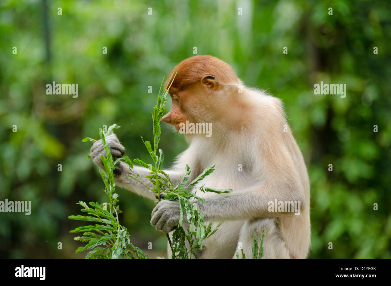 La Malaisie, l'île de Bornéo, Sabah, Kota Kinabalu, Lok Kawi Wildlife Park. Proboscis Monkey (Nasalis larvatus) en captivité : L'alimentation. Banque D'Images La Malaisie, l'île de Bornéo, Sabah, Kota Kinabalu, Lok Kawi Wildlife Park. Proboscis Monkey (Nasalis larvatus) en captivité : L'alimentation. Banque D'Images
