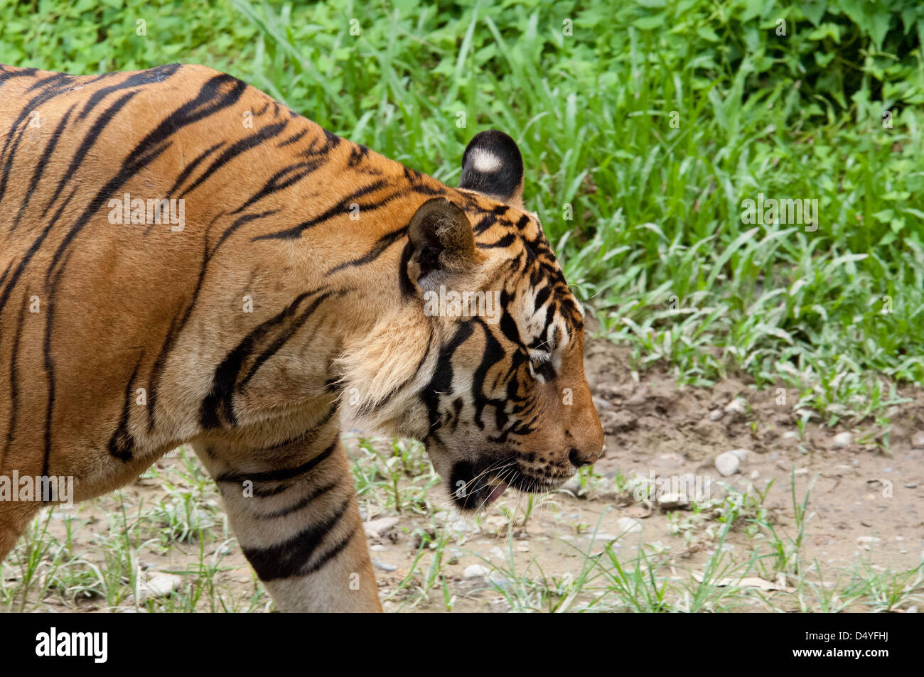 La Malaisie, l'île de Bornéo, Sabah, Kota Kinabalu, Lok Kawi Wildlife Park. Tigre de Malaisie (Panthera tigris) : en captivité. Banque D'Images