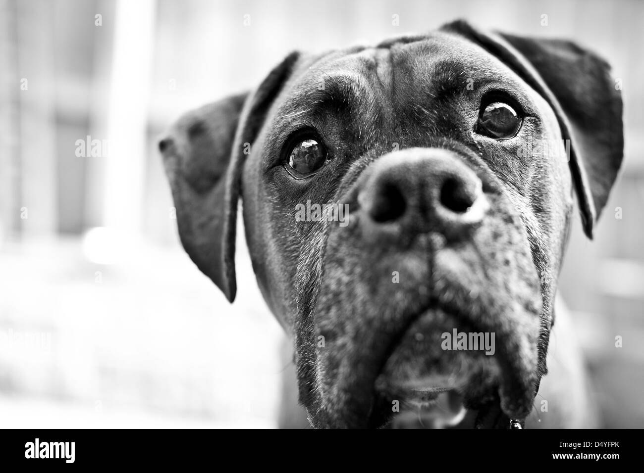 Triste à boxer dog Banque D'Images