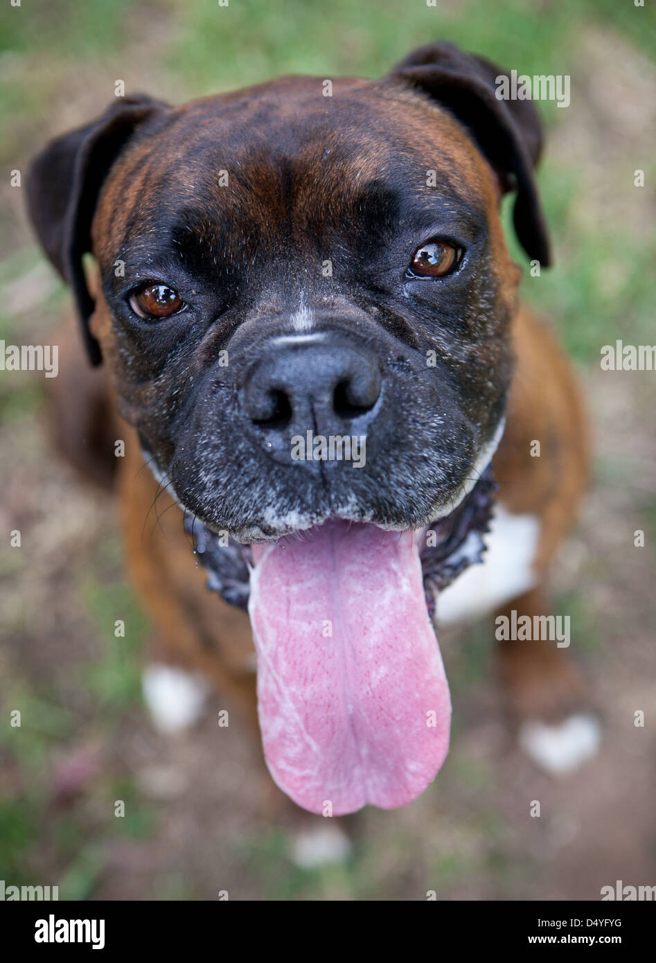 Chien Boxer Banque D'Images