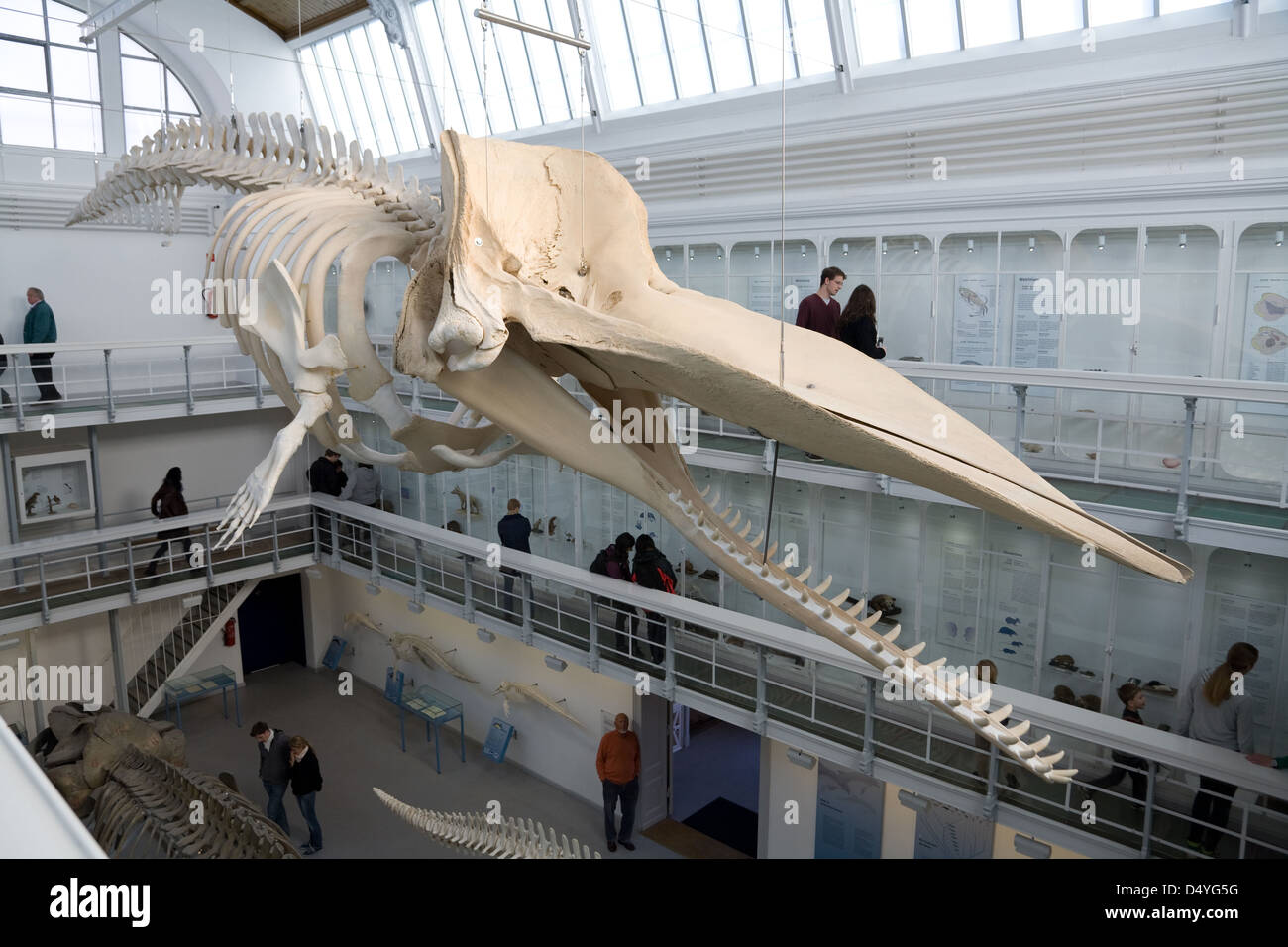 Kiel, Allemagne, un cachalot au Musée Zoologique Banque D'Images