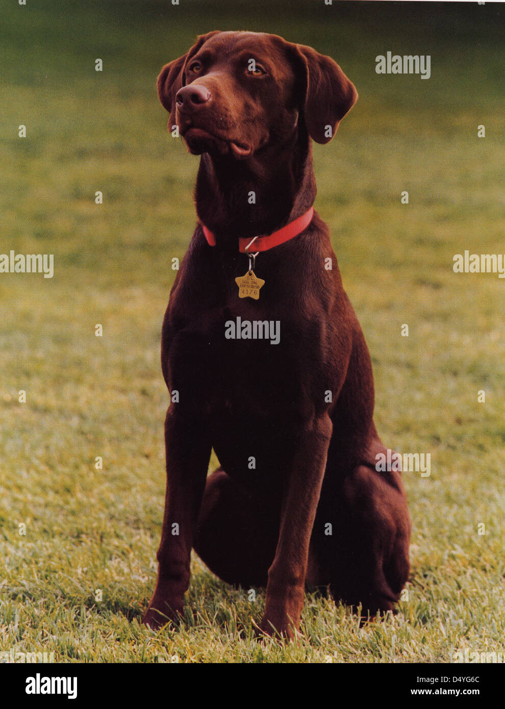 Portrait officiel de Buddy le chien : 04/22/1998 Banque D'Images