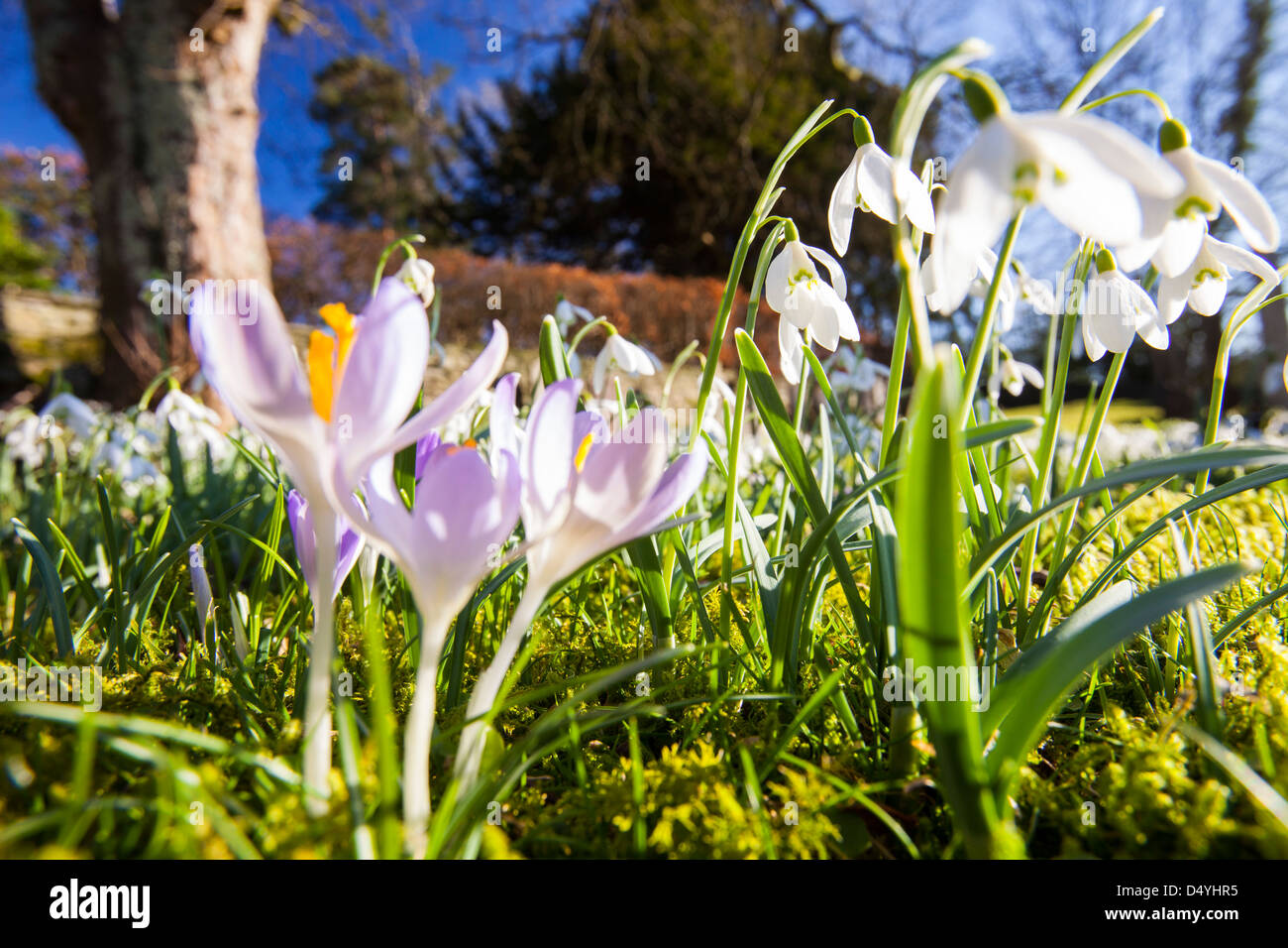 La floraison dans les perce-neige, de cour de l'église Brathay Ambleside, Lake District, UK. Banque D'Images