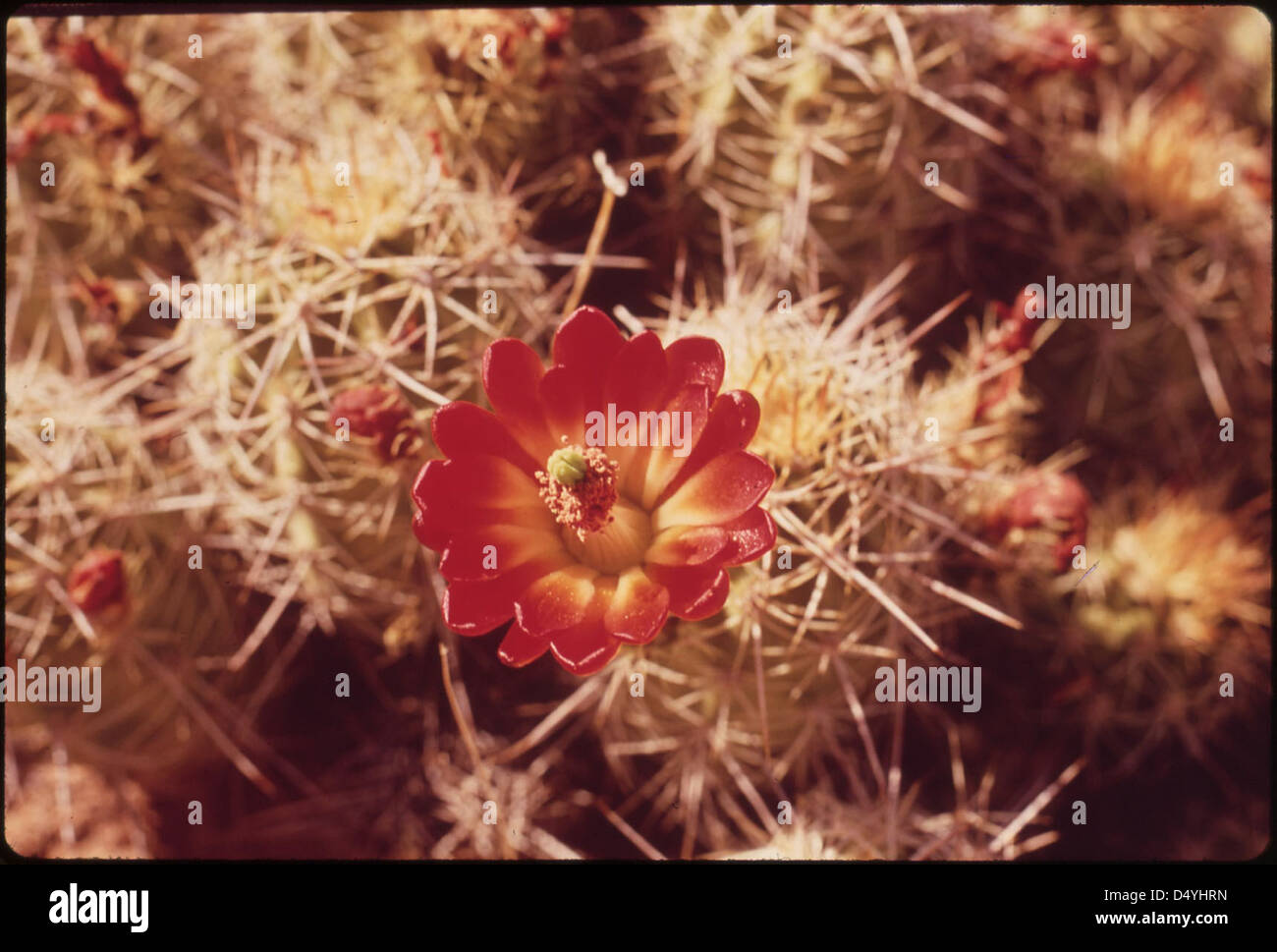 Barrel cactus. Hovenweep National Monument, 05/1972. Banque D'Images