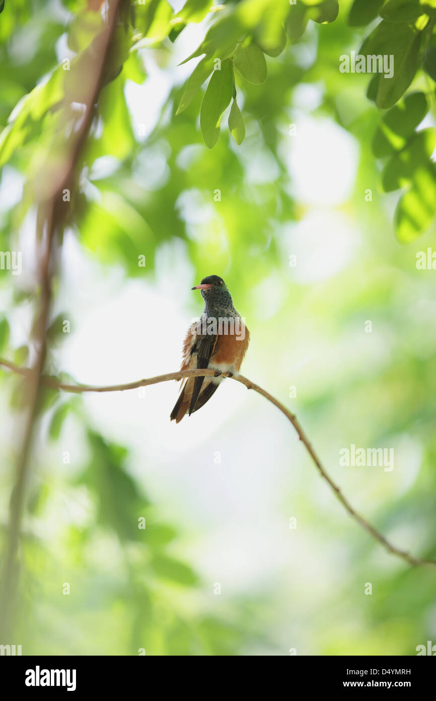 Oiseau sur une branche Banque D'Images