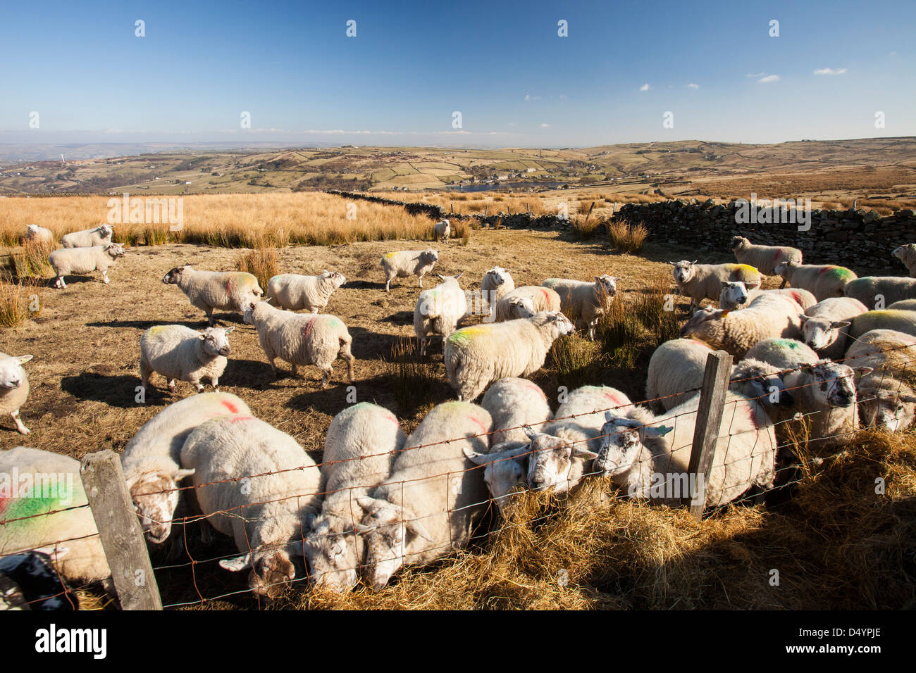 Moutons sur Ovenden moor au-dessus de Keighley, Yorkshire, UK. Banque D'Images
