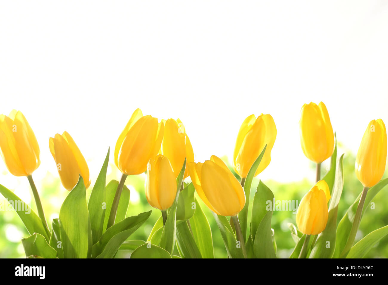 Tulipes jaunes sur fond blanc Banque D'Images