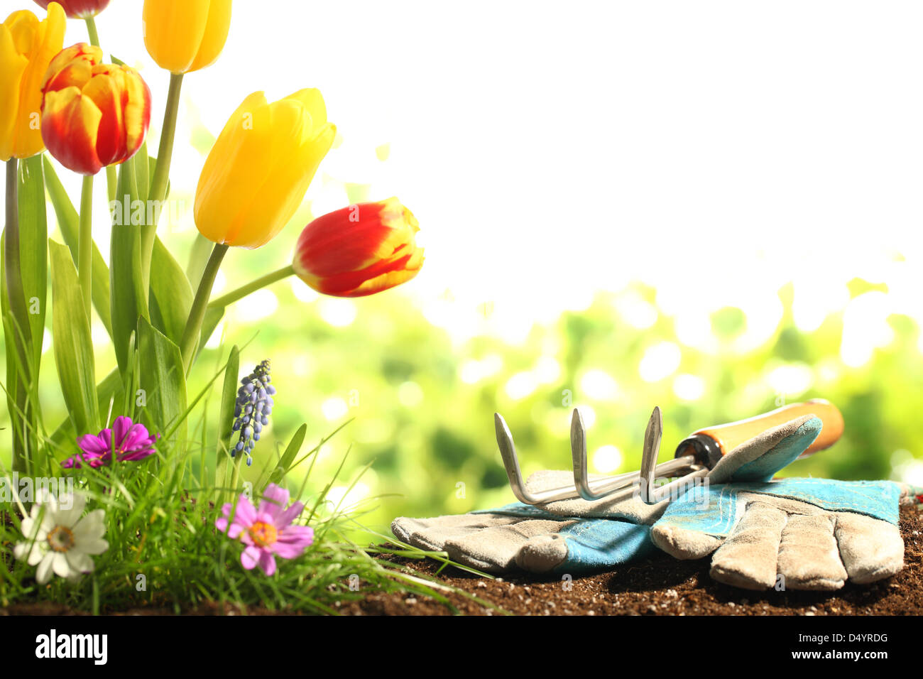 Outils de jardin, l'herbe verte et de fleurs Banque D'Images