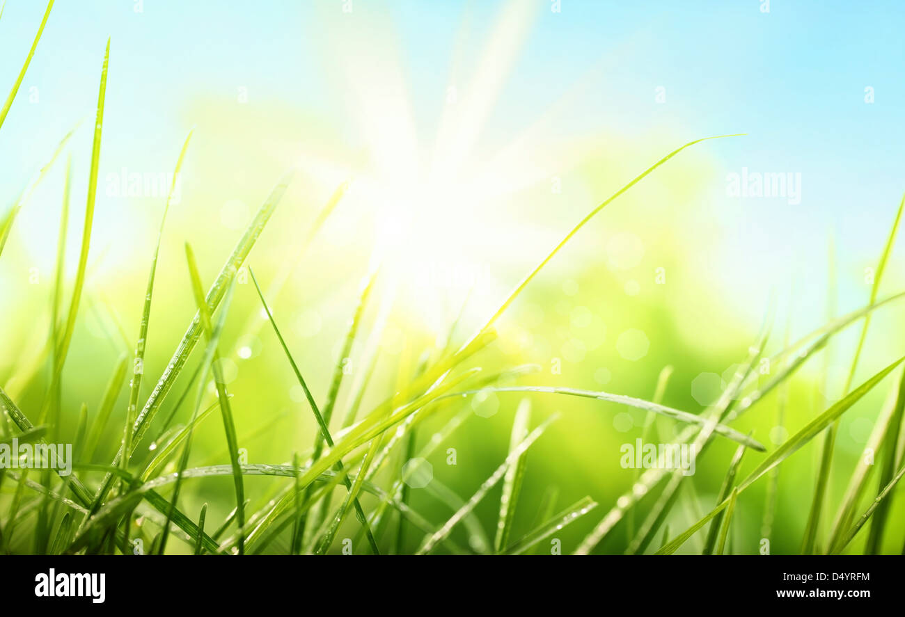 L'herbe verte fraîche et sun sky,fond naturel. Banque D'Images