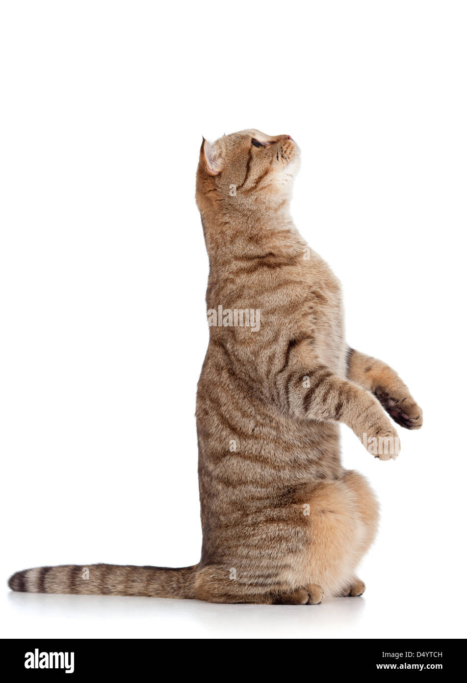 Vue latérale du Scottish tabby cat-on white Banque D'Images