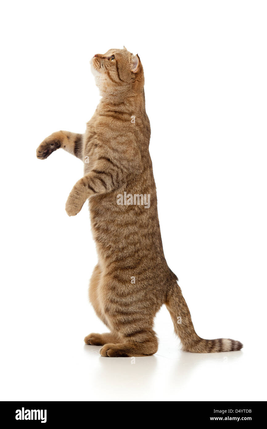 Tabby cat-Écossais permanent isolated on white Banque D'Images