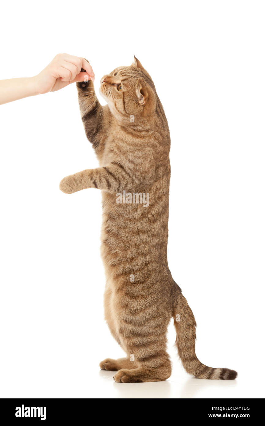 Manger de la nourriture de chat permanent hand isolated on white Banque D'Images