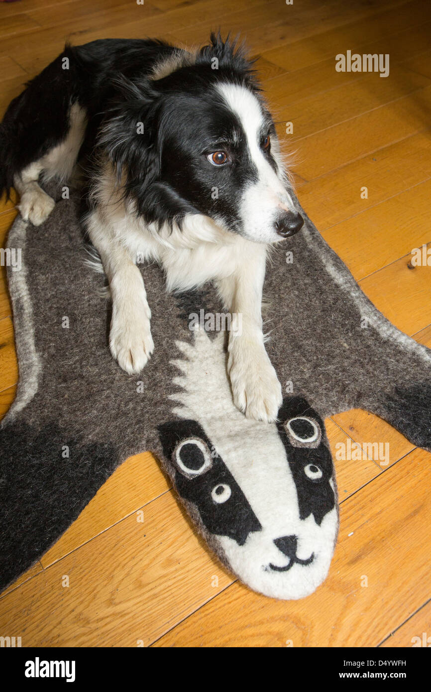 Un Border Collie chien sur un tapis de blaireaux. Banque D'Images