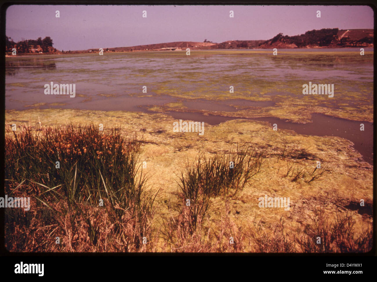 Photo de juin 1975 de la lagune de Buena Vista, l'une des dernières étendues d'eau de ce type dans le sud de la Californie. L'image souligne l'importance écologique de la lagune. Banque D'Images